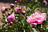 PAEONIA GLEAM OF LIGHT PEONY