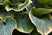 HOSTA FLUCTUANS SAGAE PLANTAIN LILY