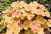 HEUCHERA CARAMEL