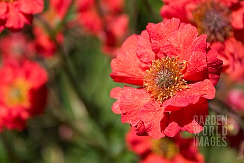 GEUM_COCCINEUM_RED_WINGS