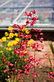 HEUCHERA DANSE DE FAU