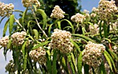 BUDDLEJA LORICATA