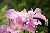 CLEMATIS COMTESSE DE BOUCHARD