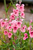 DIASCIA FETCANIENSIS DAYDREAM