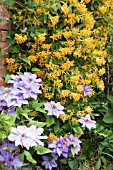 CLEMATIS LAWSONIANA AND LONICERA MANDERIN