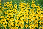 LYSIMACHIA PUNCTATA,  GARDEN LOOSESTRIFE