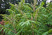 RHUS TYPHINA DISSECTA SUMACH.