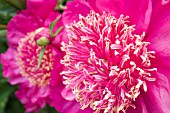 PEONIA BARRINGTON BELLE LARGE PINK ANEMONE FORM