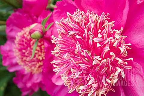 PEONIA_BARRINGTON_BELLE_LARGE_PINK_ANEMONE_FORM