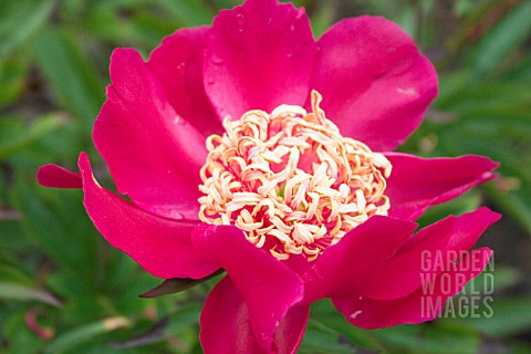 PEONY_RAY_PAYTON_SINGLE_ANEMONE_FORM