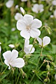 GERANIUM CLARKEI KASHMIR WHITE CRANESBILL