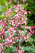 HEUCHERA VEIL OF PASSION CORAL FLOWER