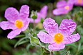 CISTUS INCANUS CRETICUS,  SUN ROSE.