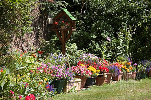 CONTAINER_GARDENING_IN_THE_SUMMER_A_SELECTION_OF_PLANTS_AND_FLOWERS_FOR_EFFECTIVE_COLOUR_IN_THE_SUMM