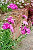 DIANTHUS FETTES MOUNT CARNATION