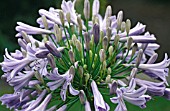 AGAPANTHUS GLENAVON