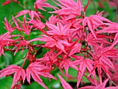 ACER PALMATUM,  CORALLINUM