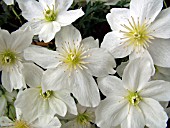 CLEMATIS CARTMANII,  AVALANCHE.