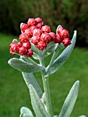 HELICHRYSUM,  RUBY CLUSTER.