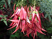 CLIANTHUS PUNICEUS,  GLORY PEA.