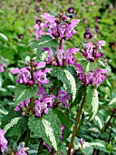 LAMIUM MACULATUM