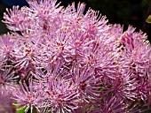 THALICTRUM AQUILEGIIFOLIUM.