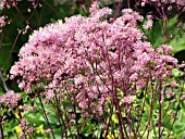 THALICTRUM AQUILEGIIFOLIUM.