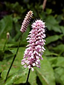 PERSICARIA BISTORTA,  SUPERBA.