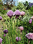 ALLIUM SCHOENOPRASUM,  CHIVES.