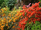 AZALEAS IN BLOOM.