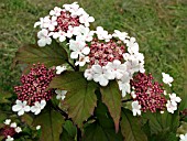 VIBURNUM SARGENTIANA,  ONONDAGO.