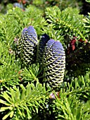 ABIES KOREANA,  KOREAN FIR.