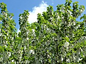 DAVIDIA INVOLUCRATA,  HANDKERCHIEF TREE.