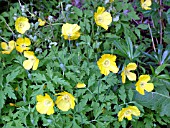 MECONOPSIS CAMBRICA,  WELSH POPPY.