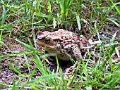 COMMON TOAD,  BUFO BUFO.