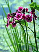 PRIMULA BEESIANA.