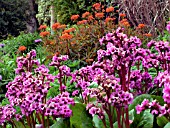 BERGENIA IN ASSOCIATION WITH EUPHORBIA,  FIREGLOW.