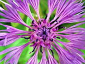 CENTAUREA MONTANA.