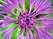 CENTAUREA MONTANA.