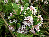 DAPHNE x BURKWOODII G. K. ARGLES