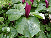 TRILLIUM SESSILE.