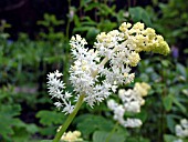 SMILACINA RACEMOSA,  FALSE SPIKENARD.