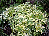 ASTRANTIA MAJOR VARIEGATA,  SUNNINGDALE.