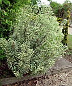 EUPHORBIA WULFENII,  SILVER SWAN.