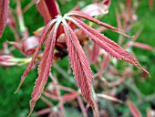 AESCULUS NEGLECTA ERYTHROBLASTOS.