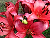 LILIUM GLOSSY WINGS (LILY)