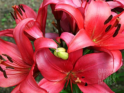 LILIUM_GLOSSY_WINGS_LILY