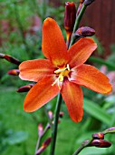 CROCOSMIA DUSKY MAIDEN