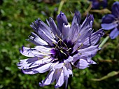 CATANANCHE CAERULEA