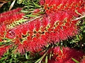 CALLISTEMON (BOTTLE BRUSH)